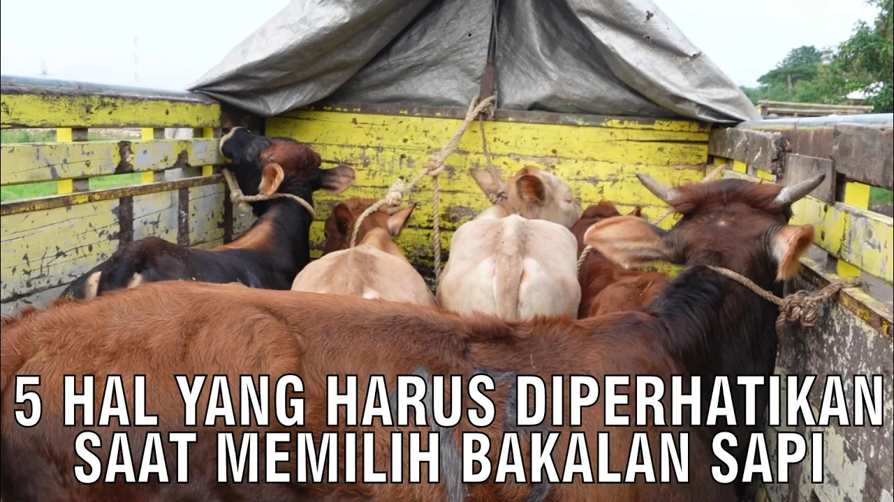 
                                 5-Hal-Yang-Harus-Diperhatikan-Saat-Memilih-Bakalan-Sapi